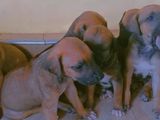 Ridgeback Puppies