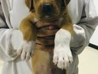 Ridgeback Puppy