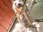 Ridgeback Puppy for Kind Home