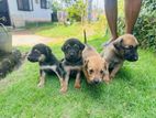 Ridgeback Puppy