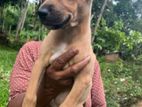 Ridgeback Puppy