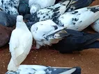 Pigeons
