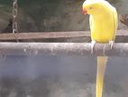 Yellow Ring Neck Parrot