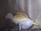 Ring Neck Yellow Parrot