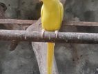 Yellow Ring Neck Bird