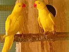 Ringneck Parrot