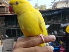 Yellow Ringneck Bird