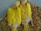 Ring Nack Yellow Parrot Chick