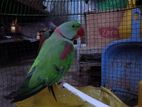 Ring Neak Parrot