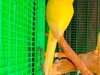 Yellow Ringneck Parrot
