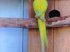 Yellow Ring Neck Parrots