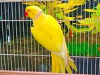 Ringneck Bird