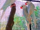 Ringneck Birds