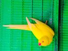 Yellow Ring Neck Bird
