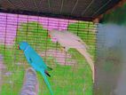 Ring Neck Parrots