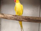 Yellow Ring Neck Male
