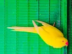Yellow Parrot