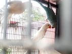 Ring neck 3 birds