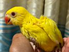 Yellow Ring Neck Baby