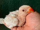 Ring Neck Baby Parrots