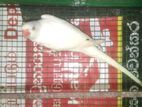 Ringneck Bird