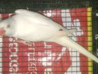 Ringneck Bird