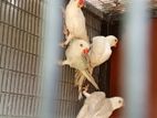 Ring Neck Birds