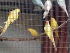 Yellow Ring Neck Birds