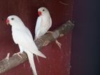 Ring Neck Birds