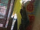 Yellow Ring Neck Birds