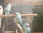 Ring Neck Blue Parrot