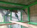Ring Neck Blue Parrot