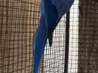 Ring Neck Breeding Pairs