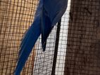 Blue Ring Neck Breeding Pairs