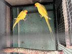 Ring Neck Breeding Pair