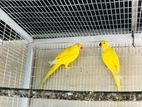 Ring Neck Breeding Pair