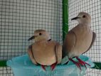 Ring Neck Dove Bird