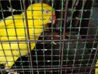 Yellow Ring Neck Parrot