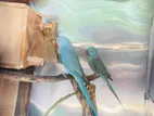 Ring Neck Parrot