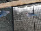 Ringneck Bird