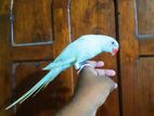 Ring Neck Parrot
