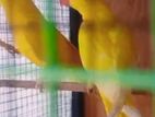 Yellow Ring Neck