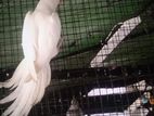 Ring Neck Birds