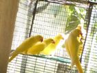 Yellow ring neck Parrots