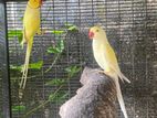 Ring Neck Birds