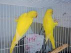 Yellow Ringneck Parrots