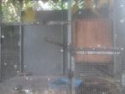 Bird Cages