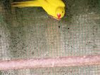 Ring Neck Parrot