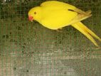 Ring Neck Parrot