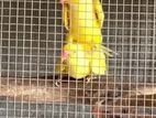 Yellow Ring Neck Parrot